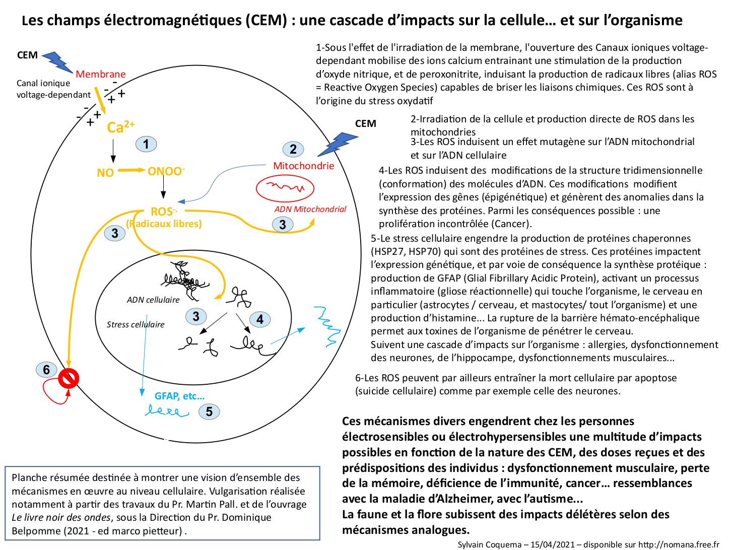 CEM Impact cellulaire des CEM Les champs électromagnétiques : une cascade d'impacts sur la cellule... et l'organisme